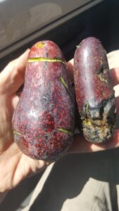 Avocat avocatier résistant au gel