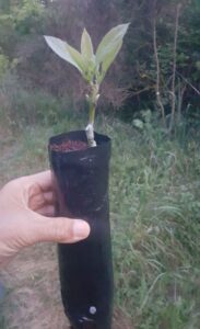 acheter avocatier aravaipa greffé