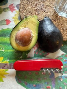 avocat avocatier mexicola