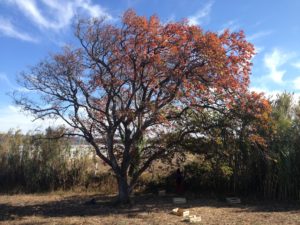 diospyros virginiana