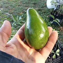 Jeunes marcottes 'neige n°1' d'avocatiers crémeux (-10°C)