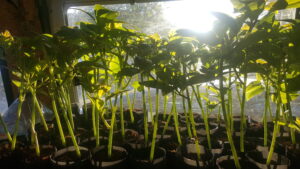 Avocatiers résistants au froid