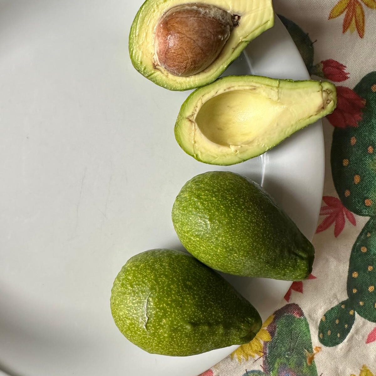 avocat brissago résistant