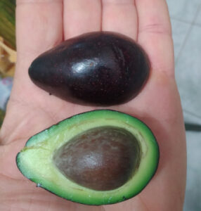 avocat avocatier walter hole