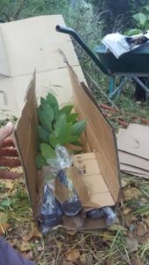 vente avocatiers resistant au gel